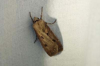<i>Agrotis exclamationis</i>