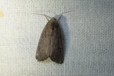 <i>Proxenus hospes</i>