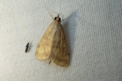 <i>Ostrinia nubilalis</i>