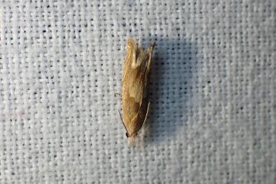 <i>Eucosma conterminana</i>