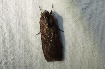 <i>Peridroma saucia</i>