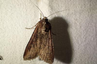<i>Peridroma saucia</i>