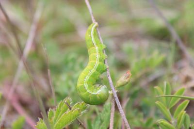 <i>Aporophyla lueneburgensis</i>