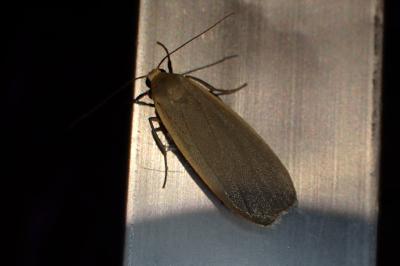 <i>Collita griseola</i>