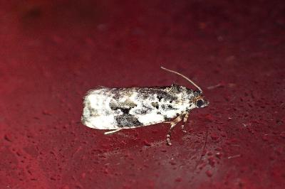<i>Celypha woodiana</i>