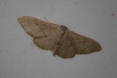 <i>Idaea straminata</i>