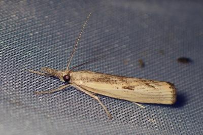 <i>Agriphila inquinatella</i>