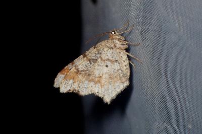 <i>Macaria notata</i>