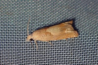<i>Eucosma conterminana</i>