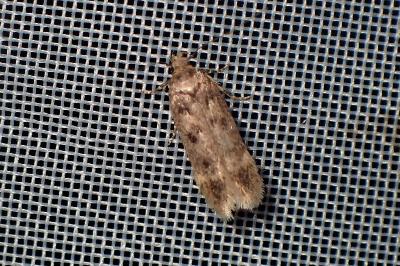 <i>Bryotropha</i>