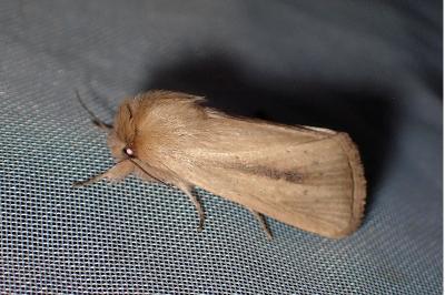 <i>Sesamia nonagrioides</i>