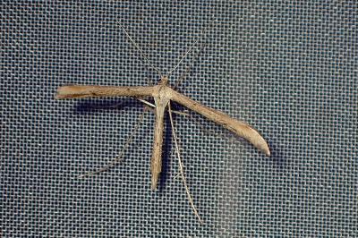 <i>Emmelina argoteles/monodactyla</i>