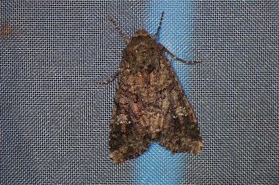 <i>Mamestra brassicae</i>