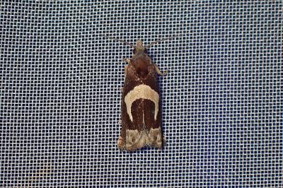 <i>Epiblema foenella</i>