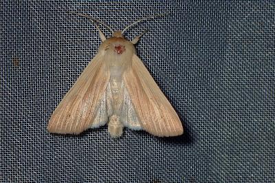 <i>Mythimna pallens</i>