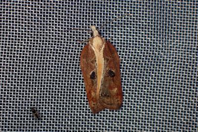 <i>Acleris cristana</i>