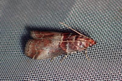 <i>Acrobasis advenella</i>