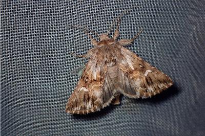 <i>Calophasia lunula</i>