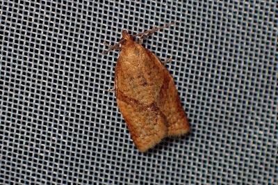 <i>Clepsis consimilana</i>