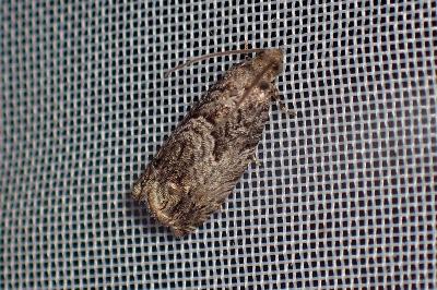 <i>Cydia fagiglandana/splendana</i>