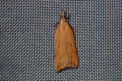 <i>Dichomeris limosella</i>