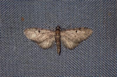 <i>Eupithecia virgaureata</i>