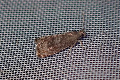 <i>Grapholita funebrana</i>