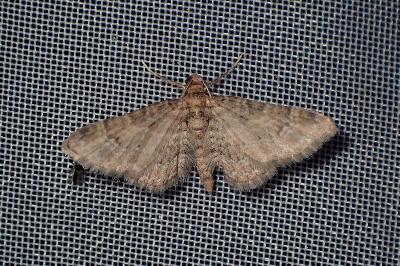 <i>Gymnoscelis rufifasciata</i>