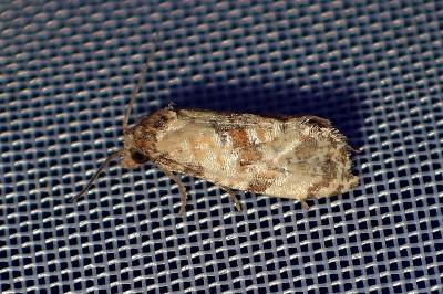 <i>Cochylis molliculana</i>