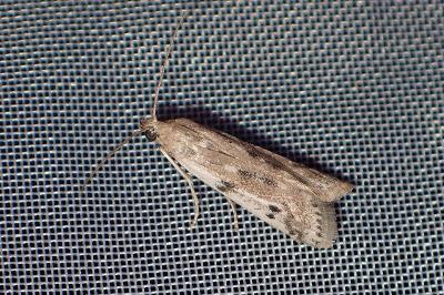 <i>Phycitodes</i>