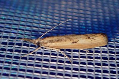 <i>Agriphila inquinatella</i>