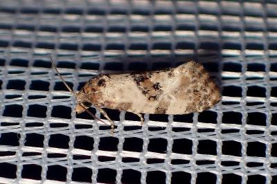<i>Cochylis molliculana</i>