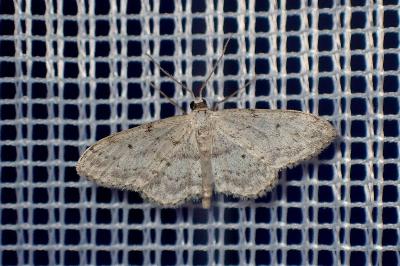 <i>Idaea seriata</i>