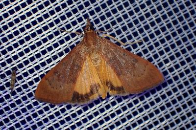 <i>Uresiphita gilvata</i>