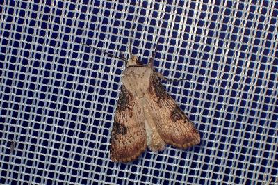 <i>Agrotis puta</i>