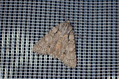 <i>Acronicta auricoma</i>