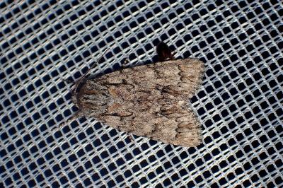 <i>Acronicta auricoma</i>