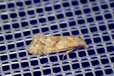 <i>Cochylimorpha straminea</i>