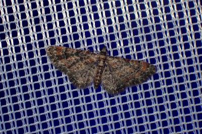 <i>Gymnoscelis rufifasciata</i>