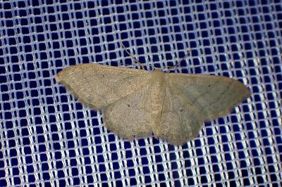 <i>Idaea straminata</i>