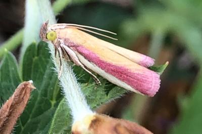 <i>Oncocera semirubella</i>