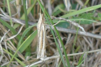 <i>Ancylolomia tentaculella</i>