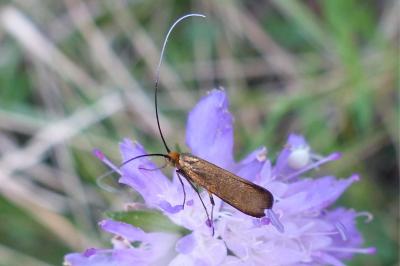 <i>Nemophora metallica</i>