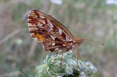 <i>Boloria dia</i>