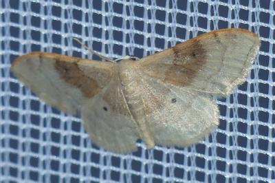 <i>Idaea degeneraria</i>