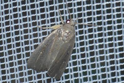 <i>Proxenus hospes</i>