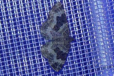 <i>Epirrhoe alternata</i>