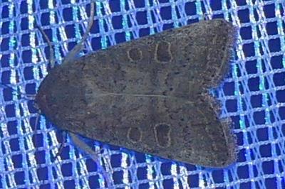 <i>Hoplodrina ambigua</i>
