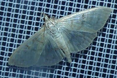 <i>Patania ruralis</i>