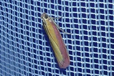 <i>Oncocera semirubella</i>
